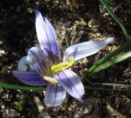 Romulea rollii